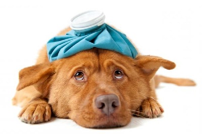 Лечение домашних животных